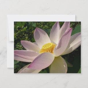 Pink Lotus Flower III Summer Floral