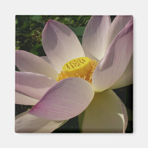 Pink Lotus Flower III Summer Floral Magnet