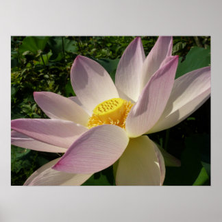 Pink Lotus Flower III Summer Floral Poster