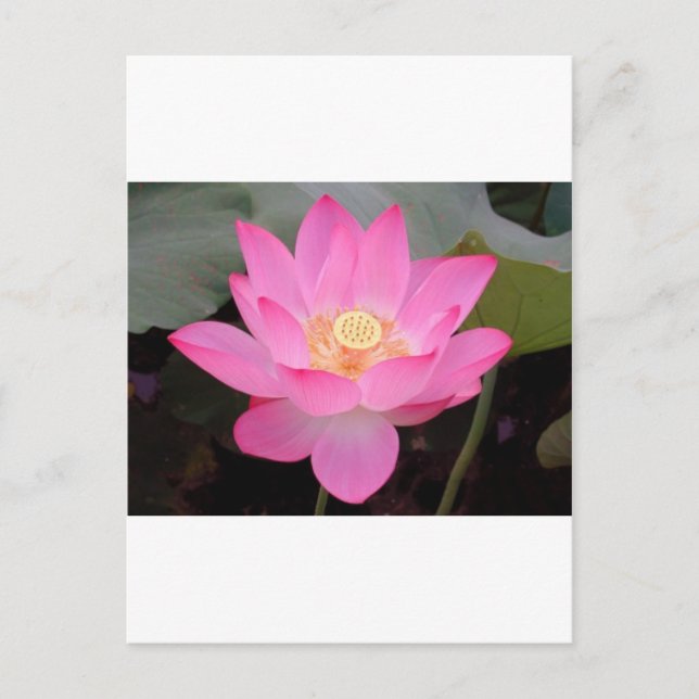 Pink Lotus Flower In Bloom Postcard (Front)