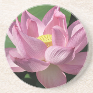 Pink Lotus Flower IV Coaster