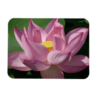 Pink Lotus Flower IV Magnet