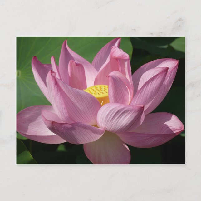 Pink Lotus Flower IV Postcard (Front)