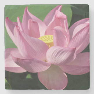 Pink Lotus Flower IV Stone Coaster
