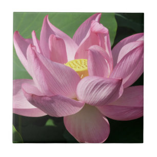 Pink Lotus Flower IV Tile