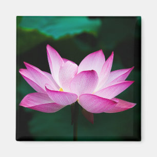 Pink Lotus Flower Magnet