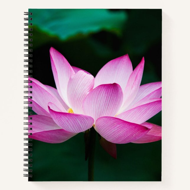 Pink Lotus Flower Notebook (Front)