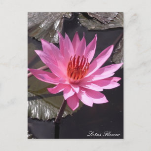 Pink Lotus Flower, Spring plants, Nature Postcard