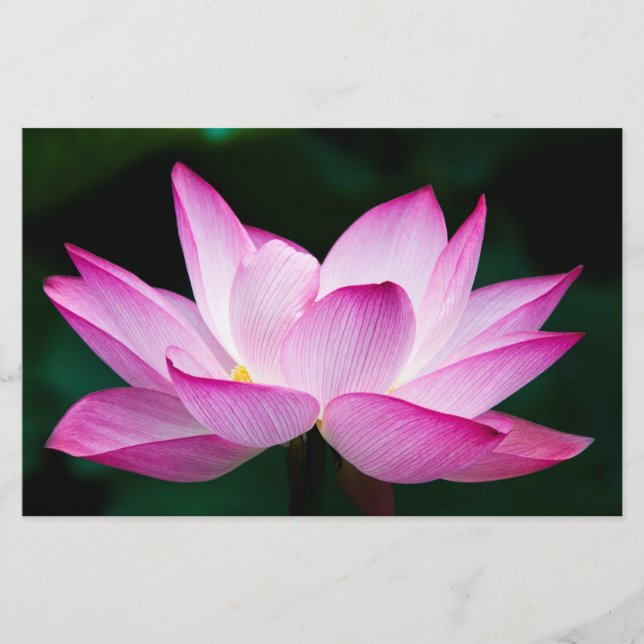 Pink Lotus Flower Stationery (Front)