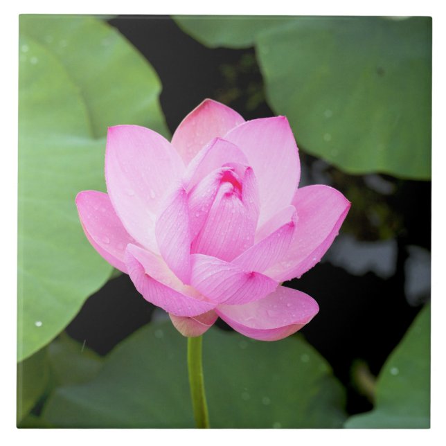 Pink lotus flower tile (Front)