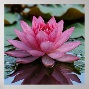 Pink Lotus Flower With Vibrant Petals Poster
