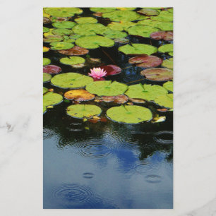 Pink lotus in Rain