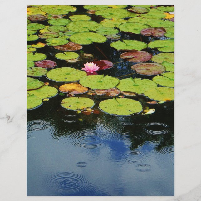 Pink lotus in Rain (Front)
