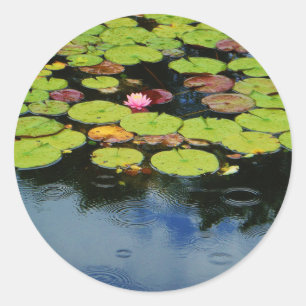 Pink lotus in Rain Classic Round Sticker