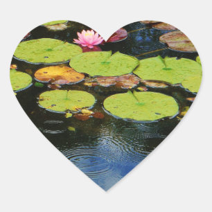 Pink lotus in Rain Heart Sticker