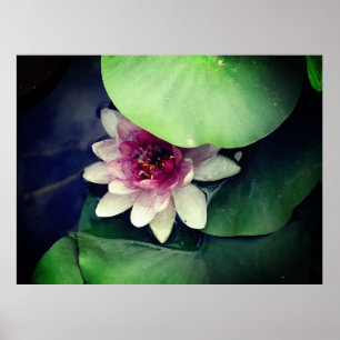 Pink Lotus Photography Poster
