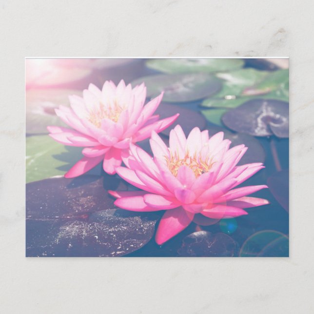 PINK LOTUS POSTCARD (Front)