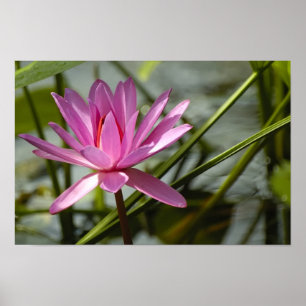 Pink lotus poster