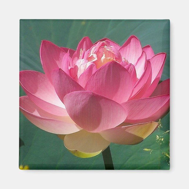 Pink Lotus - Refrigerator Magnet (Front)