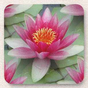 Pink Lotus Water Lily Coaster