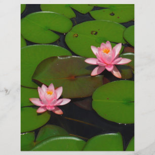 Pink lotus water lily flower garden,