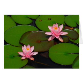 Pink lotus water lily flower garden,