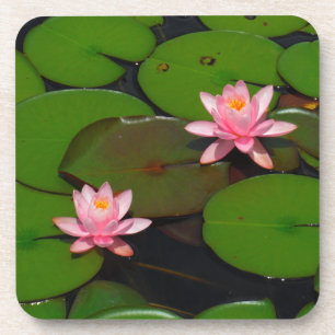 Pink lotus water lily flower garden, coaster