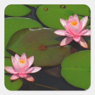 Pink lotus water lily flower garden, square sticker