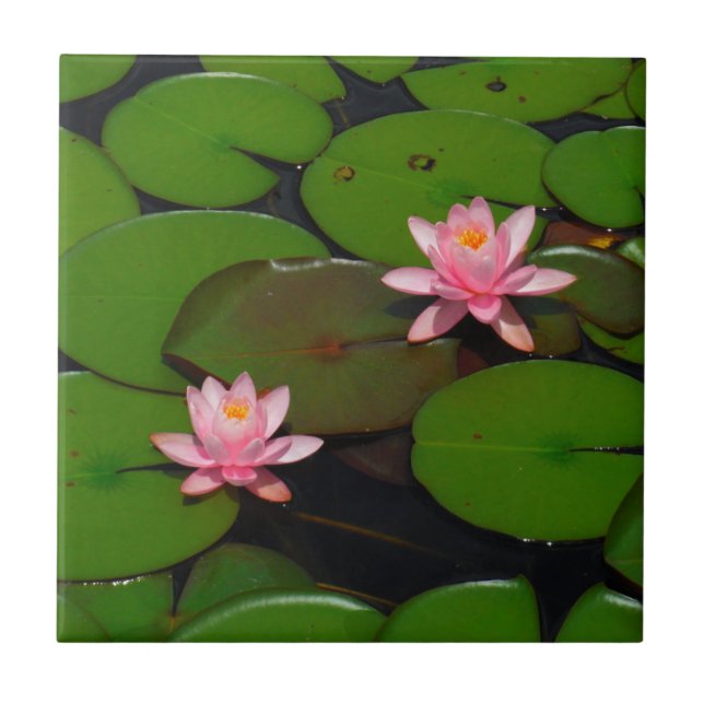 Pink lotus water lily flower  garden, tile (Front)