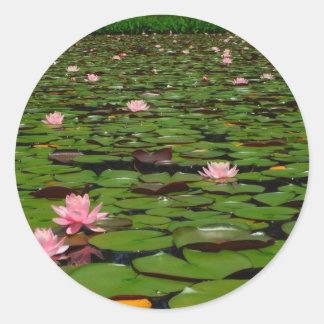Pink lotus water lily flower pond classic round sticker