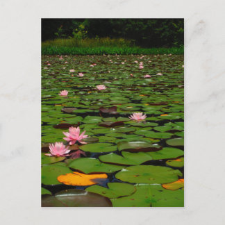 Pink lotus water lily flower pond postcard