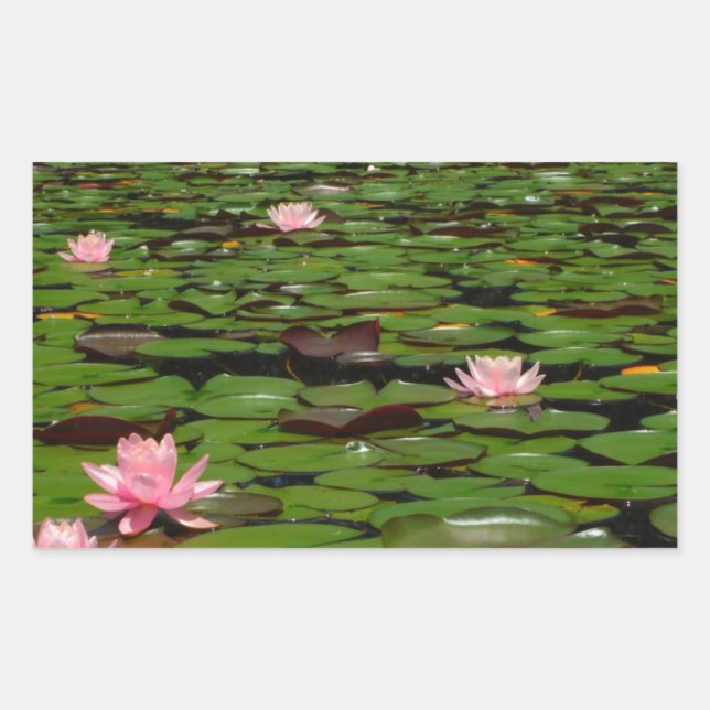 Pink lotus water lily flower pond rectangular sticker (Front)
