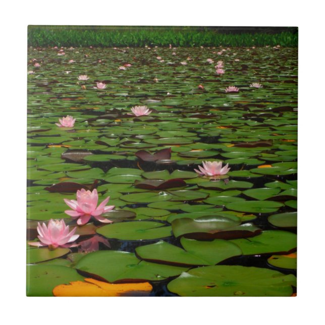 Pink lotus water lily flower pond tile (Front)