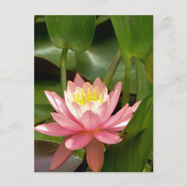 Pink lotus water lily flower postcard (Front)