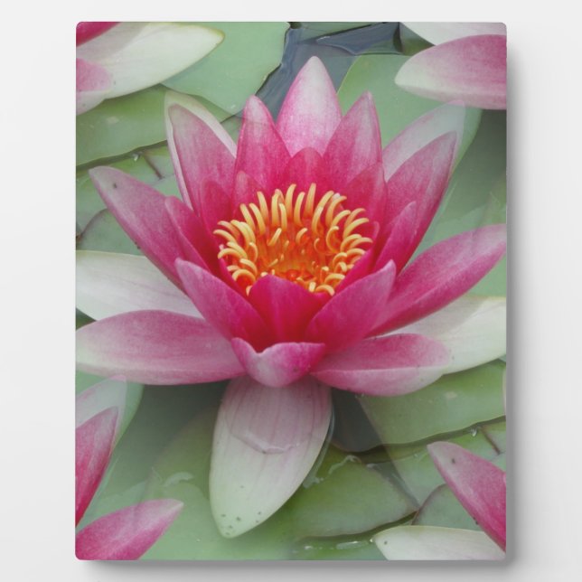 Pink Lotus Water Lily Plaque (Front)