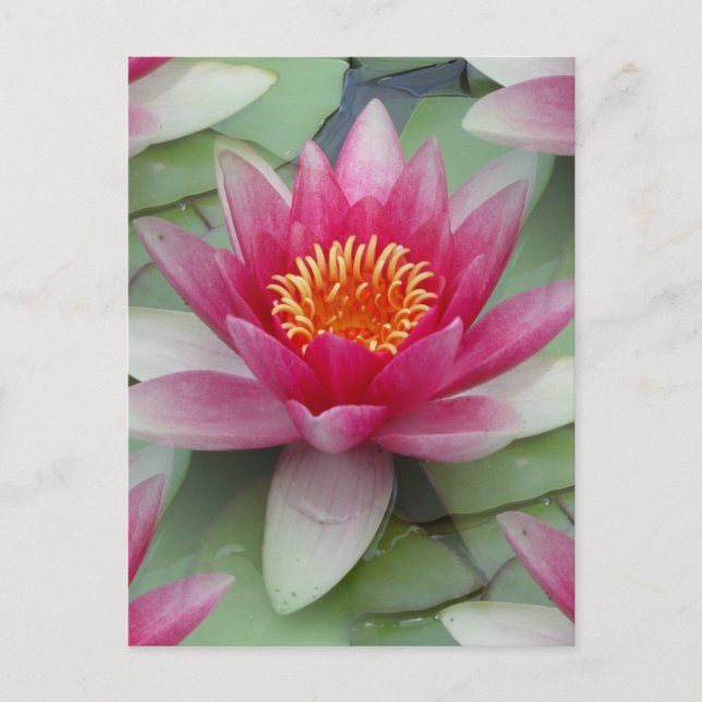 Pink Lotus Water Lily Postcard (Front)