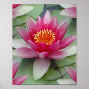 Pink Lotus Water Lily Poster