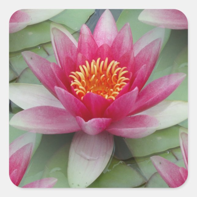 Pink Lotus Water Lily Square Sticker (Front)
