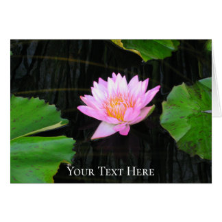 Pink Lotus Waterlily