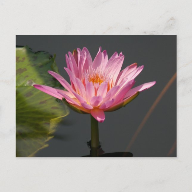 Pink Lotus Waterlily Postcard (Front)