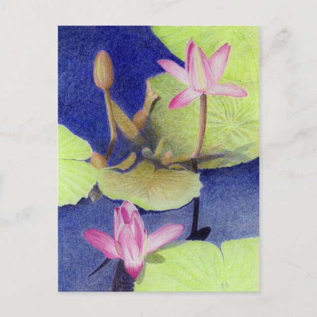 Pink Lotus Waterlily Postcard (Front)