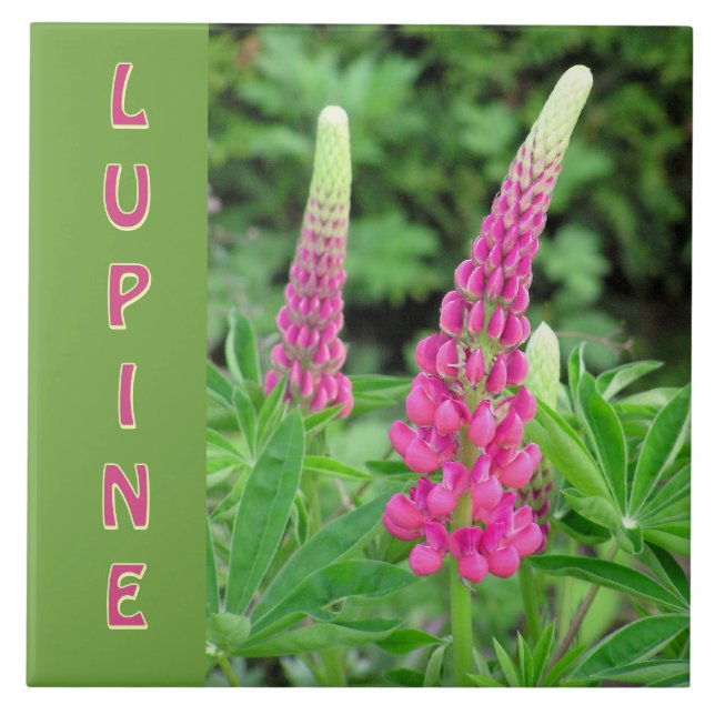  "PINK LUPINE" /FLORAL DESIGN TILE (Front)