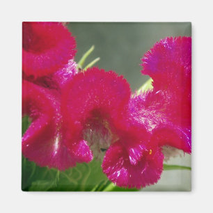 Pink Magnet