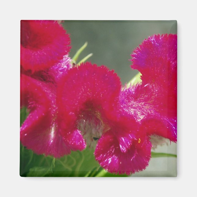 Pink Magnet (Front)