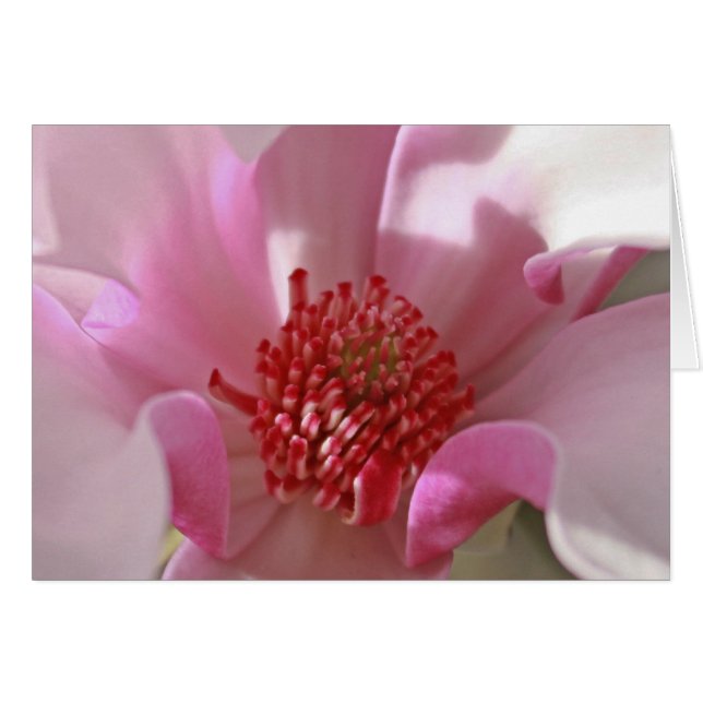 Pink Magnolia (Front Horizontal)
