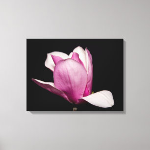 Pink Magnolia Bloom Black Background Canvas Print