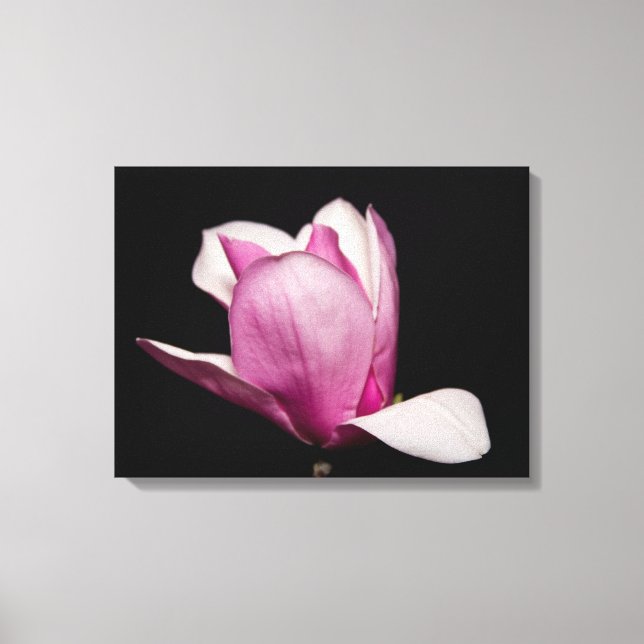Pink Magnolia Bloom Black Background Canvas Print (Front)