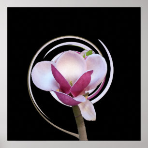 pink magnolia blossom poster