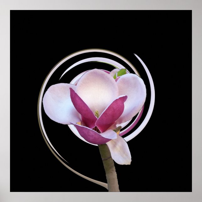 pink magnolia blossom poster (Front)