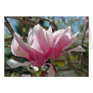 Pink Magnolia Blossoms Flower Photography Card